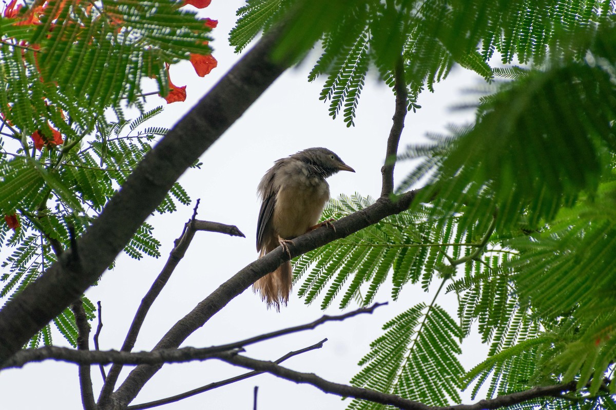 Jungle Babbler - ML620290338