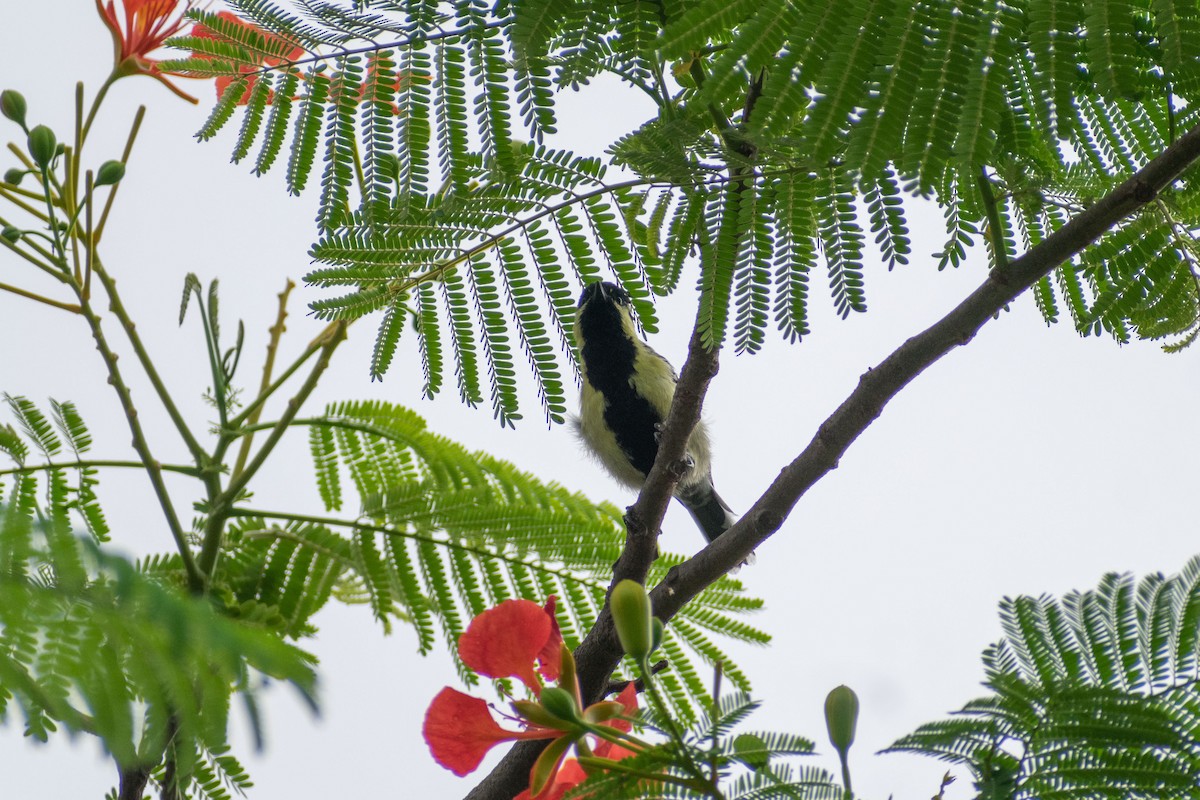 Indian Yellow Tit - ML620290342