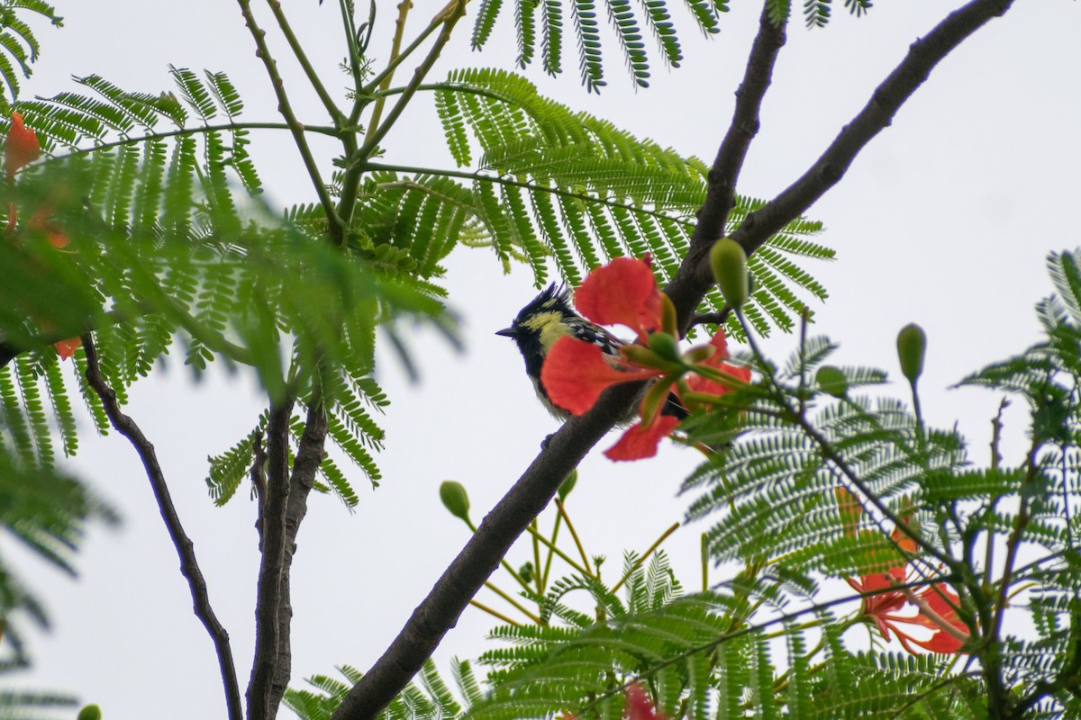 Indian Yellow Tit - ML620290343