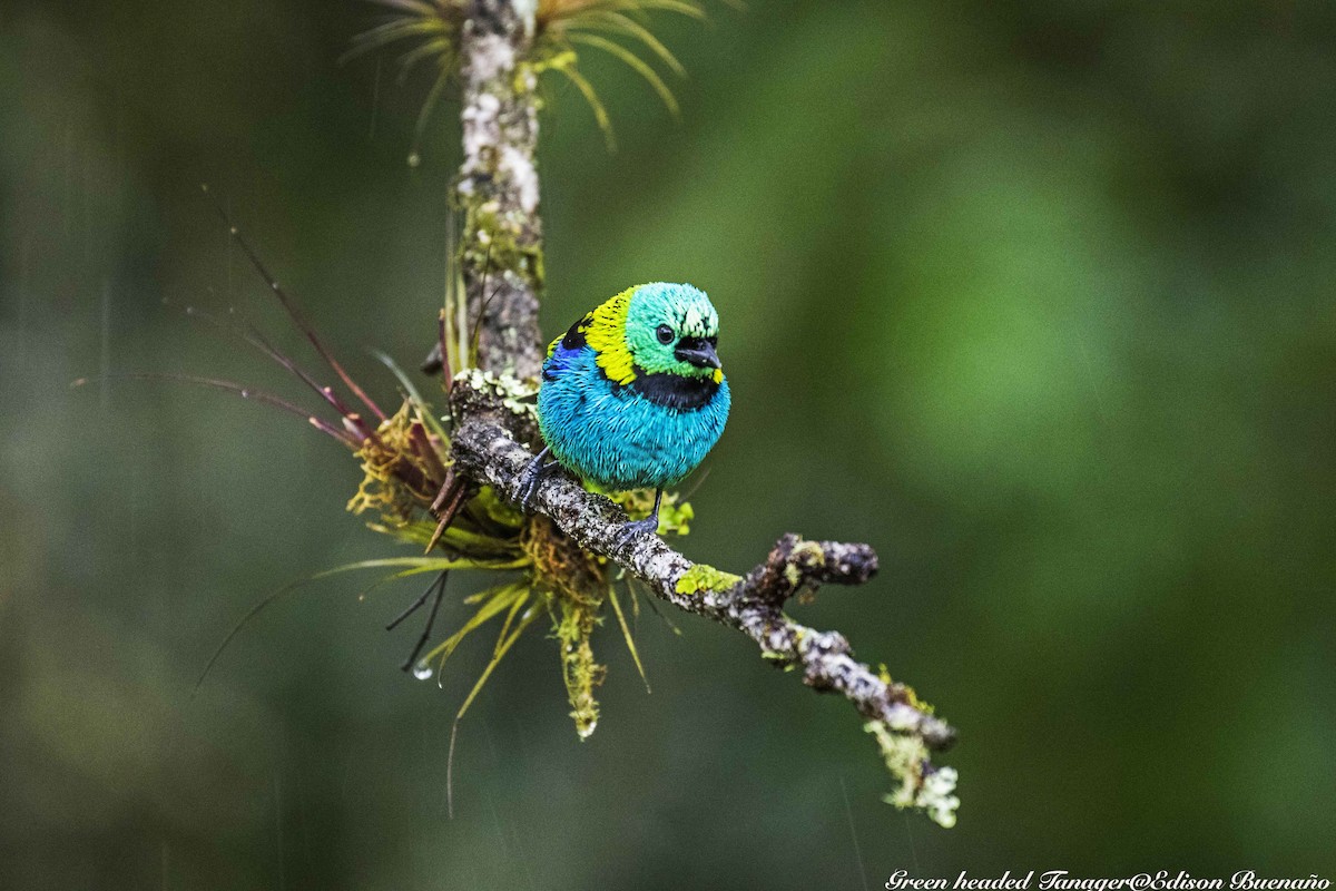 Green-headed Tanager - ML620290348