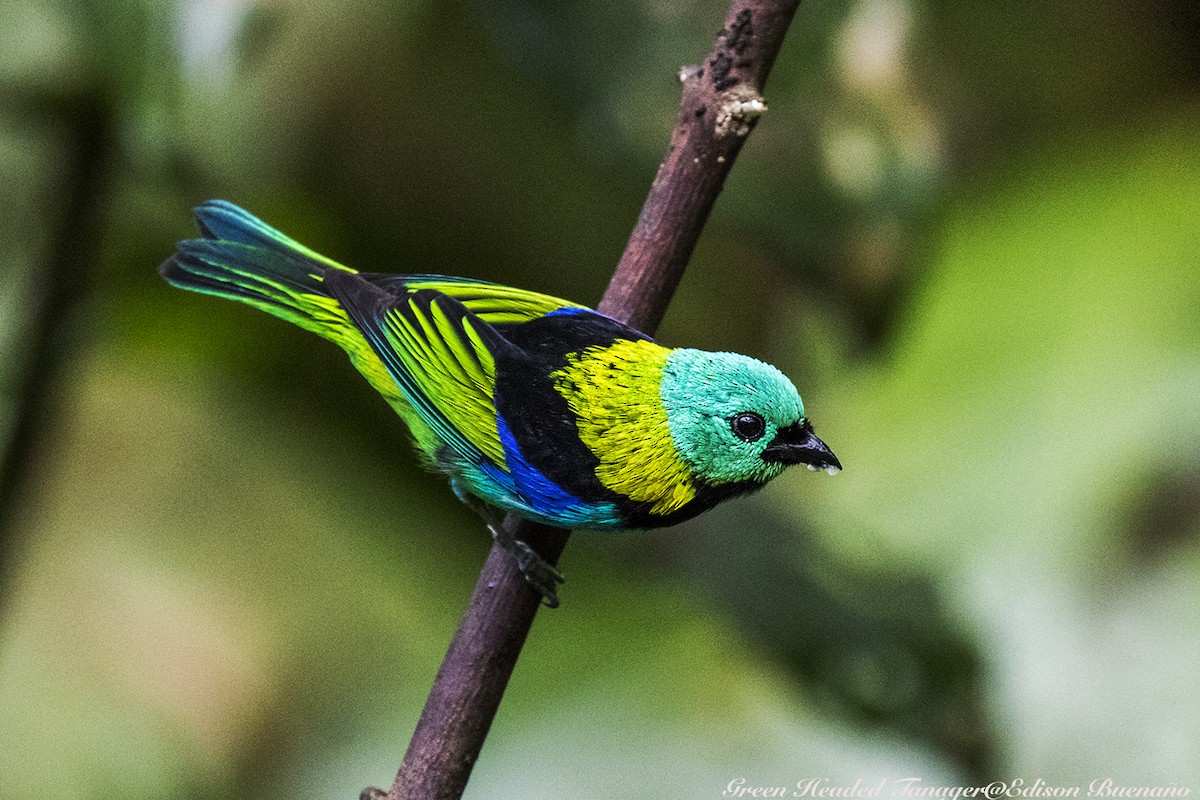 Green-headed Tanager - ML620290349