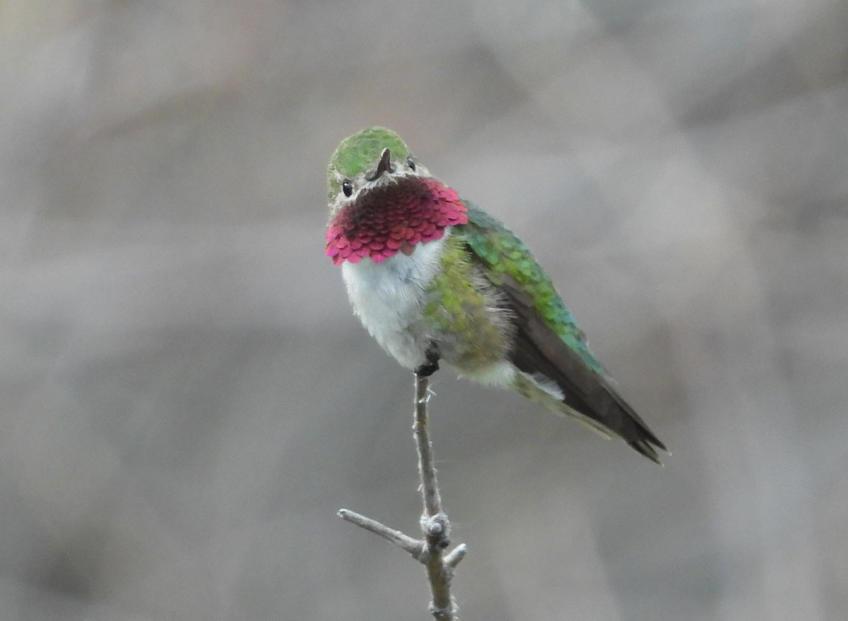 Broad-tailed Hummingbird - ML620290350