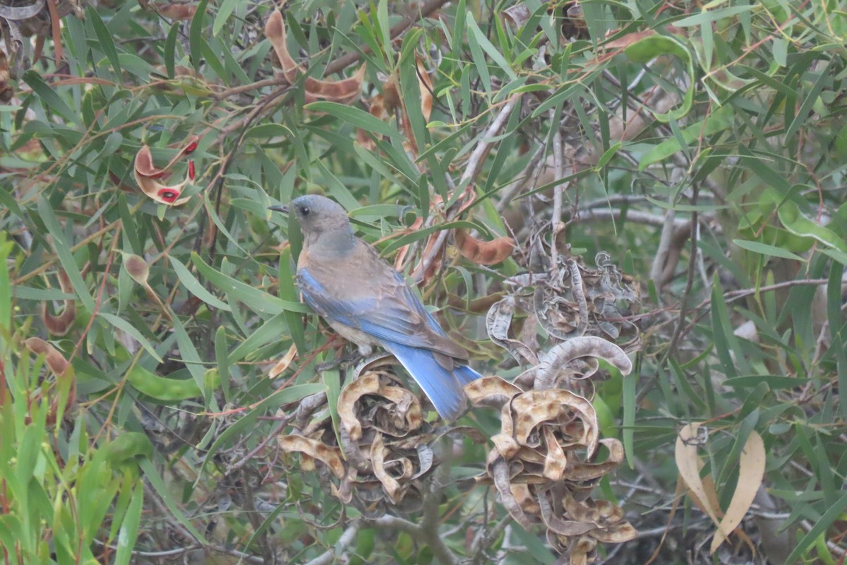 Western Bluebird - ML620290352