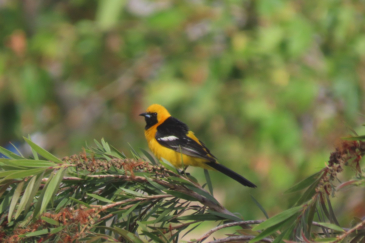 Hooded Oriole - ML620290359