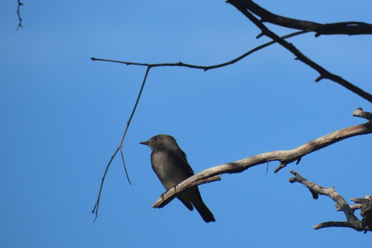 Western Wood-Pewee - ML620290370