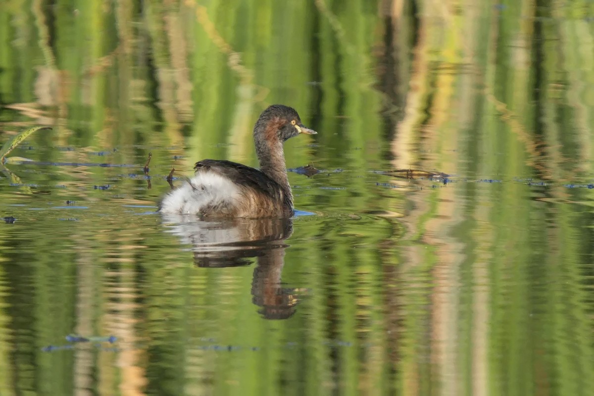 Australasian Grebe - ML620290374