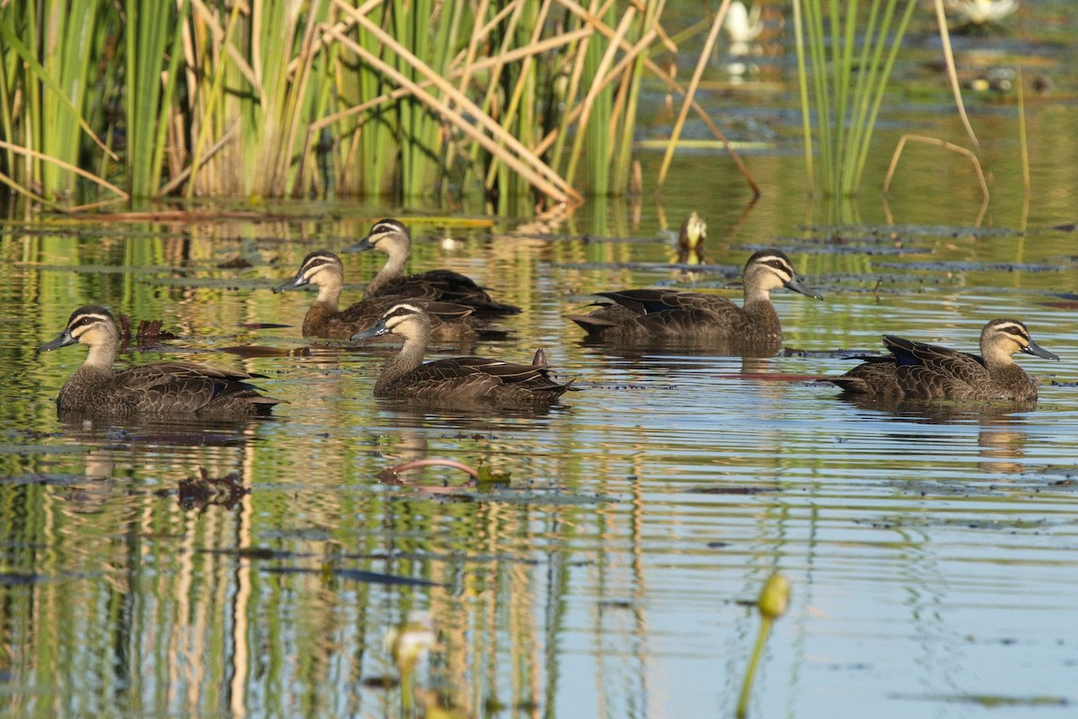 Pacific Black Duck - ML620290376