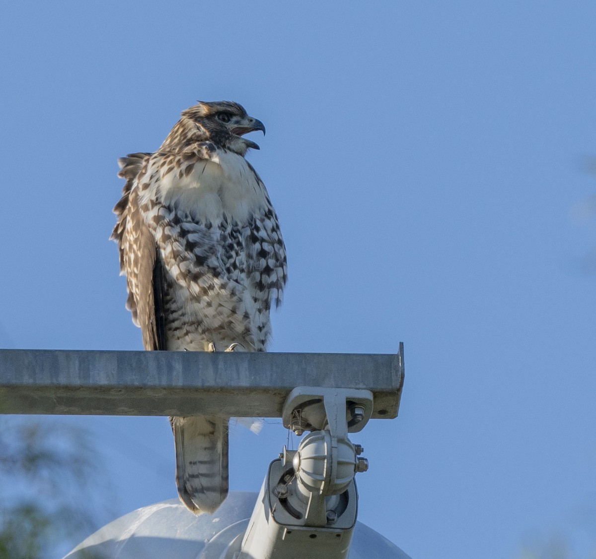 Rotschwanzbussard - ML620290378