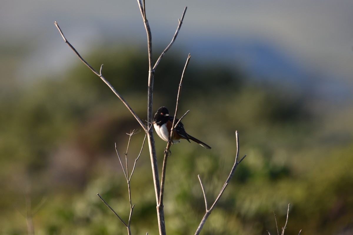 Spotted Towhee - ML620290386