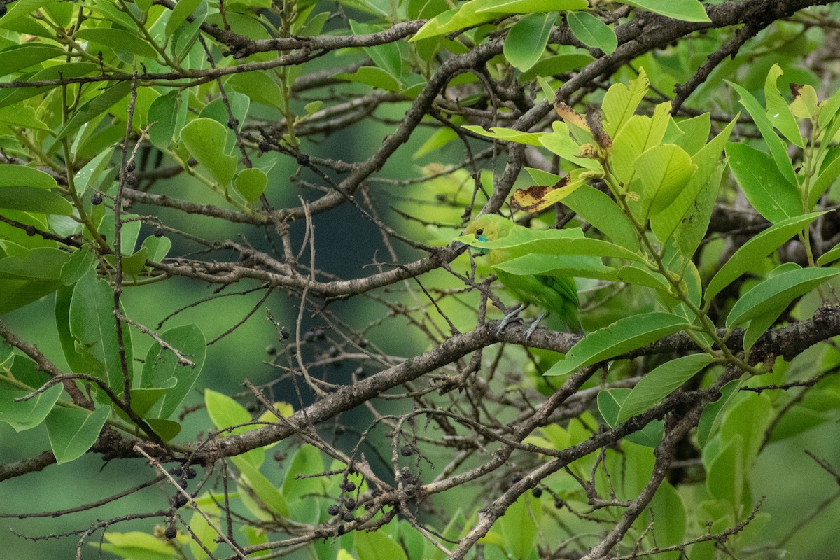 Jerdon's Leafbird - ML620290389