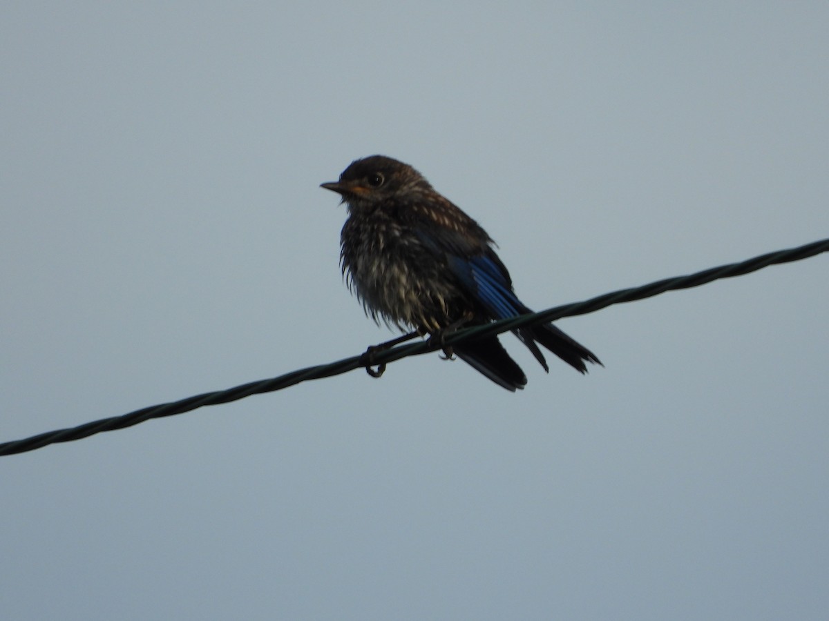 Eastern Bluebird - ML620290392