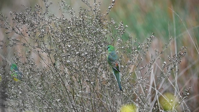 Red-rumped Parrot - ML620290398