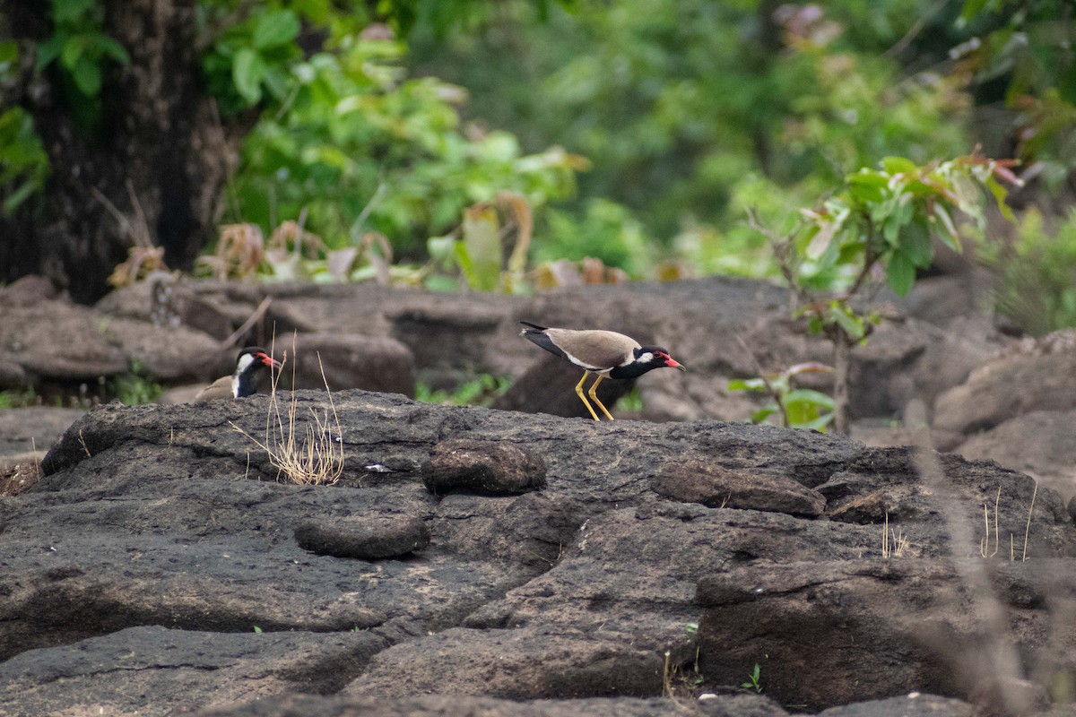 Red-wattled Lapwing - ML620290406