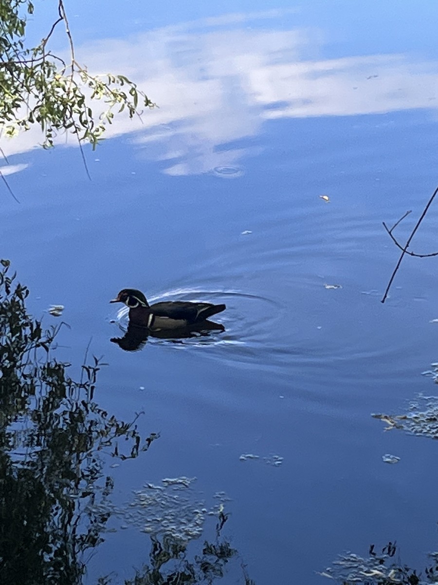 Wood Duck - ML620290407