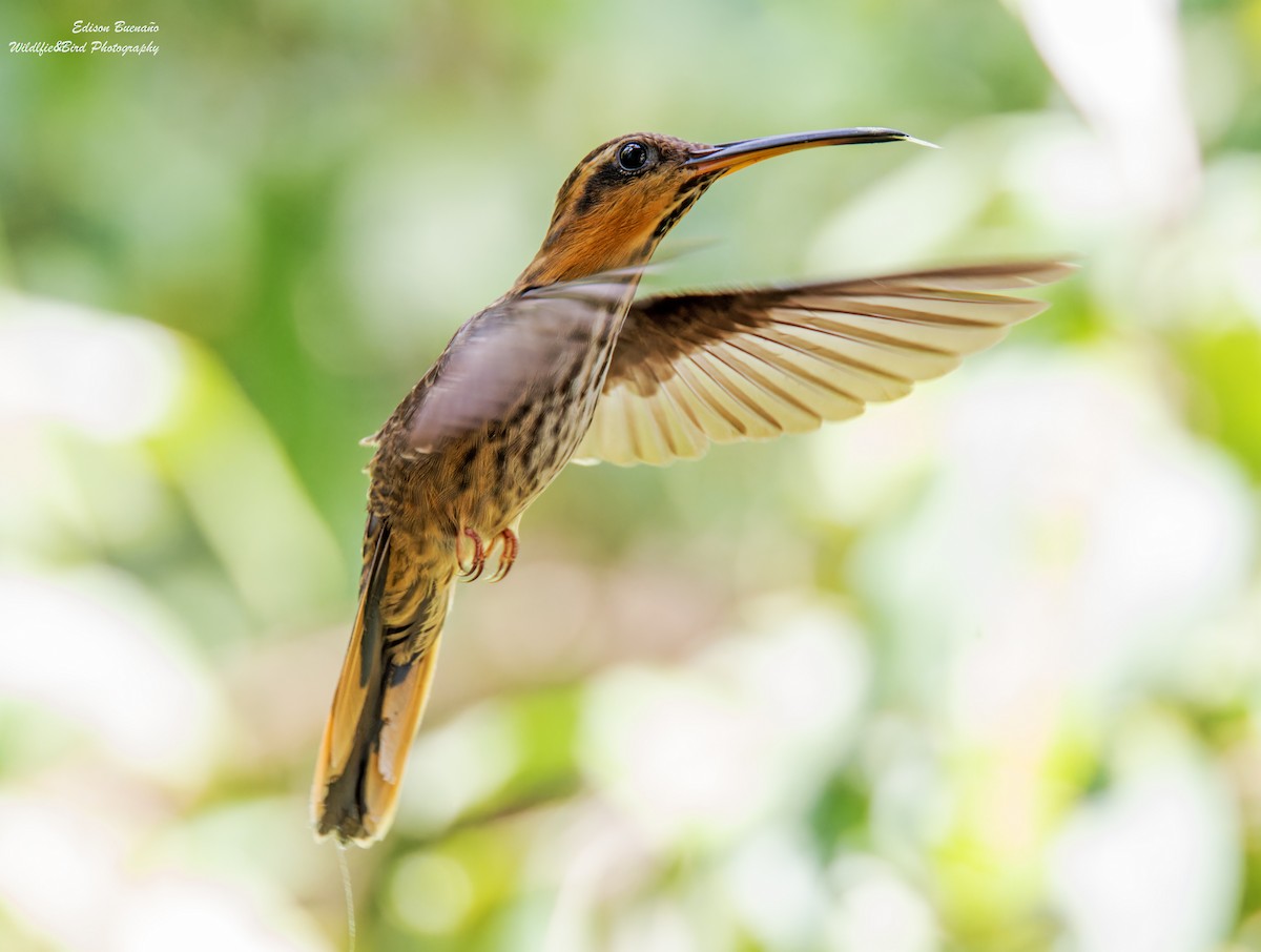 Saw-billed Hermit - ML620290408