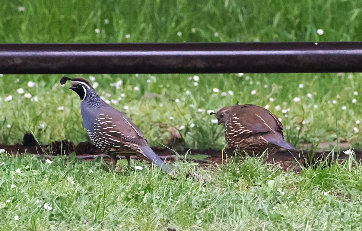 California Quail - ML620290411