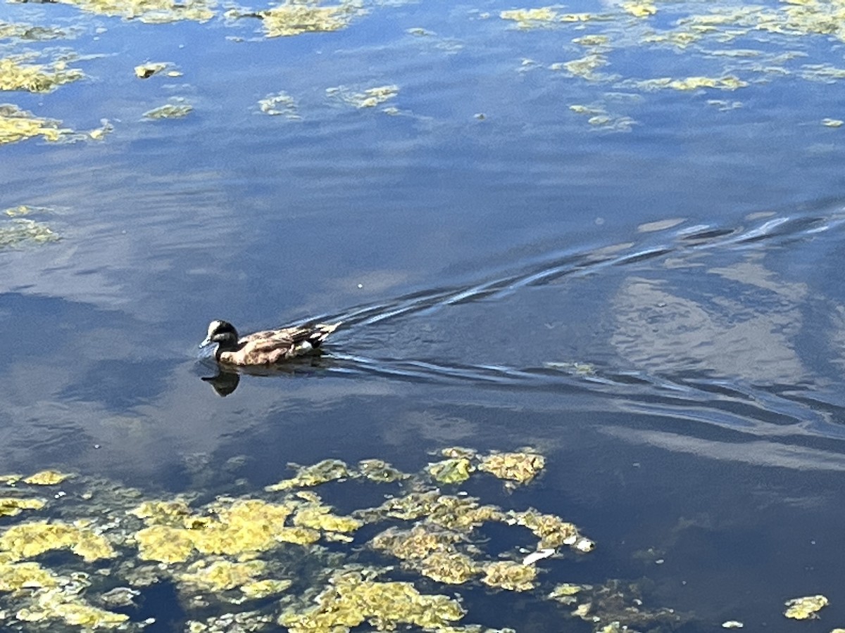 American Wigeon - ML620290416