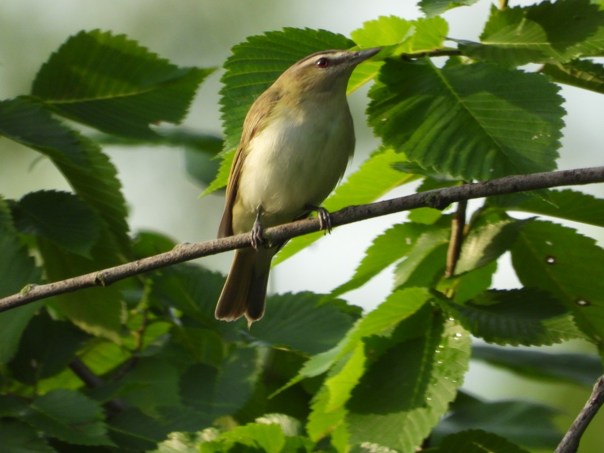 Vireo Ojirrojo - ML620290418