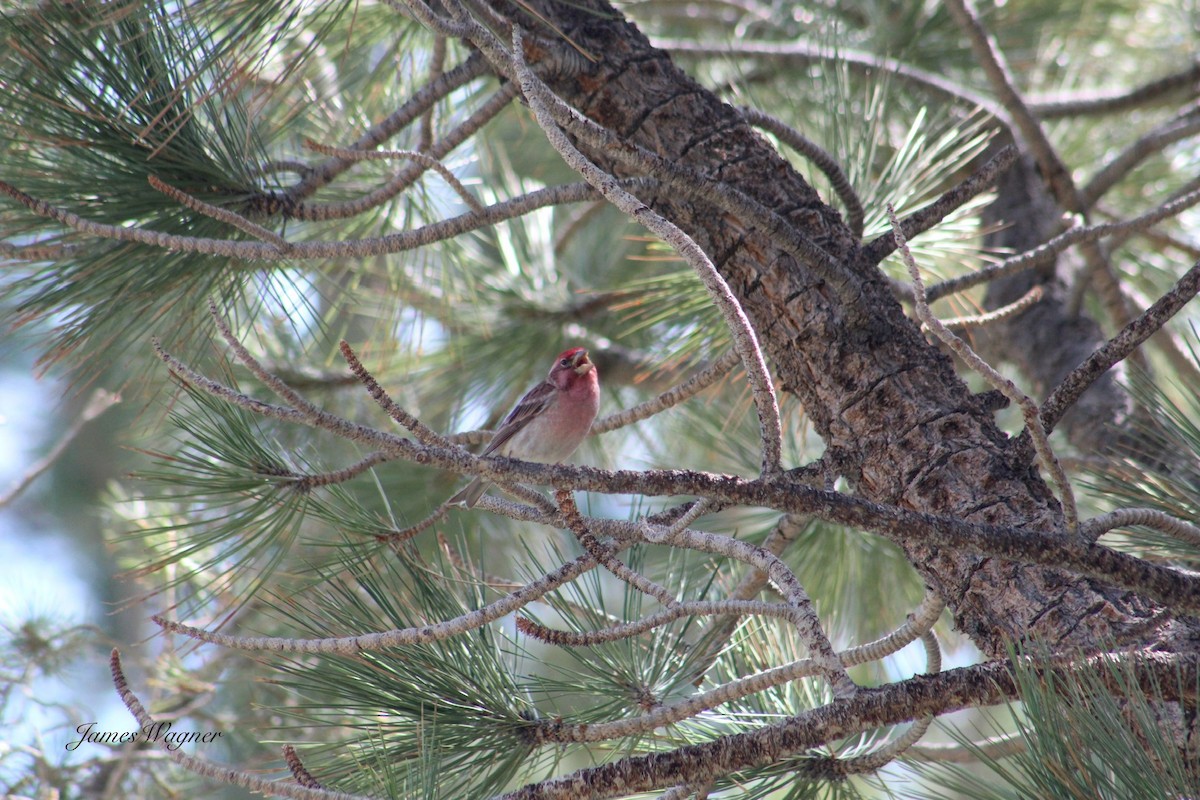 Cassin's Finch - ML620290419