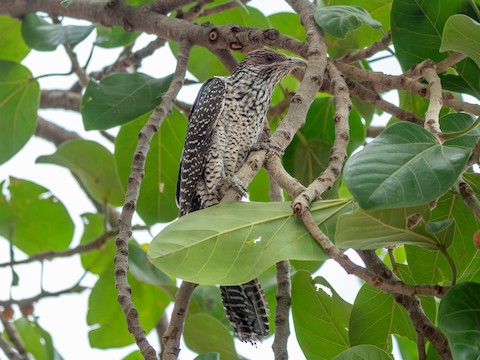 Asian Koel media preview from Macaulay Library