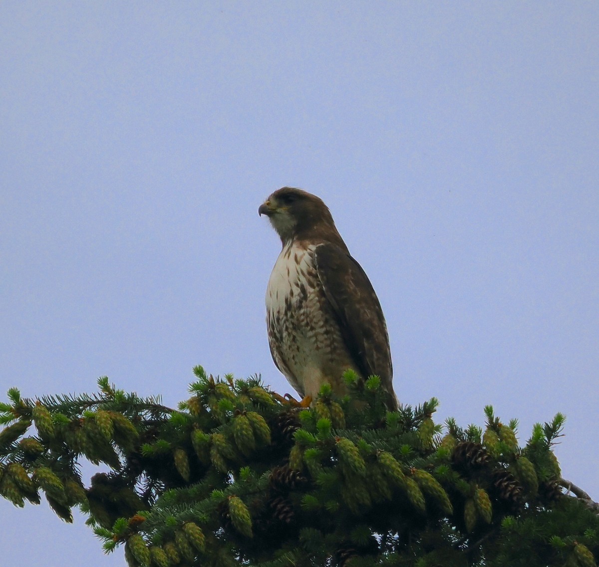 Red-tailed Hawk - ML620290421