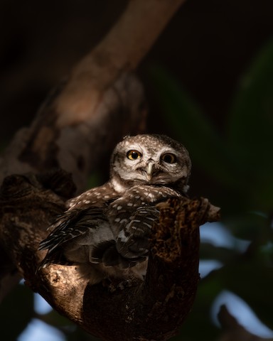 Spotted Owlet media preview from Macaulay Library