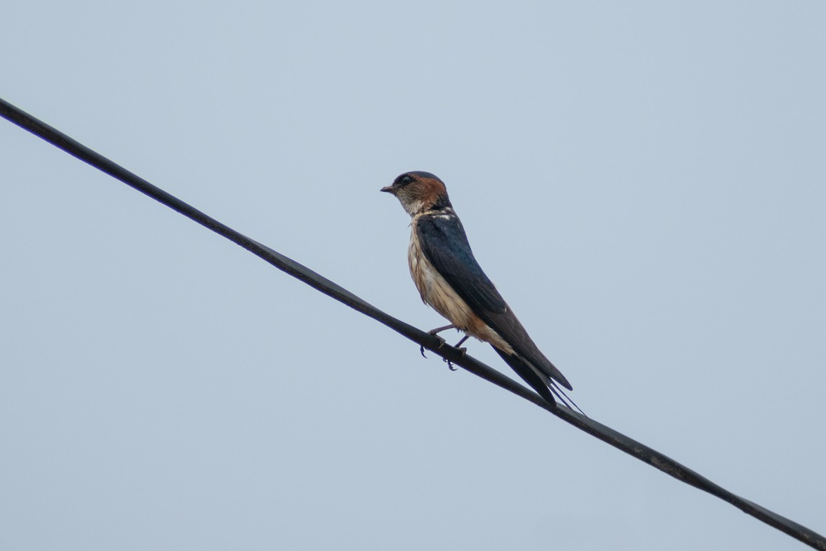 Red-rumped Swallow - ML620290442
