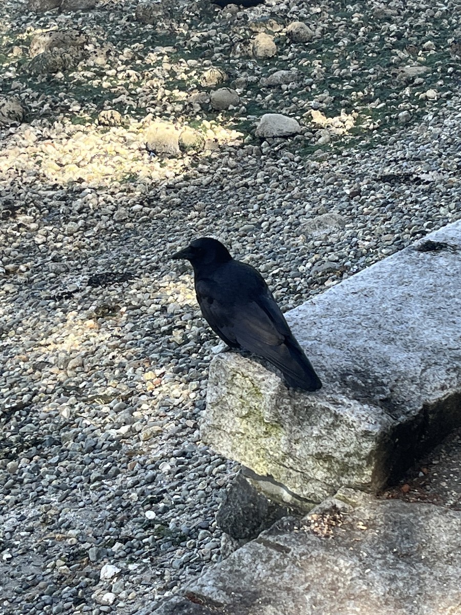 American Crow - ML620290443