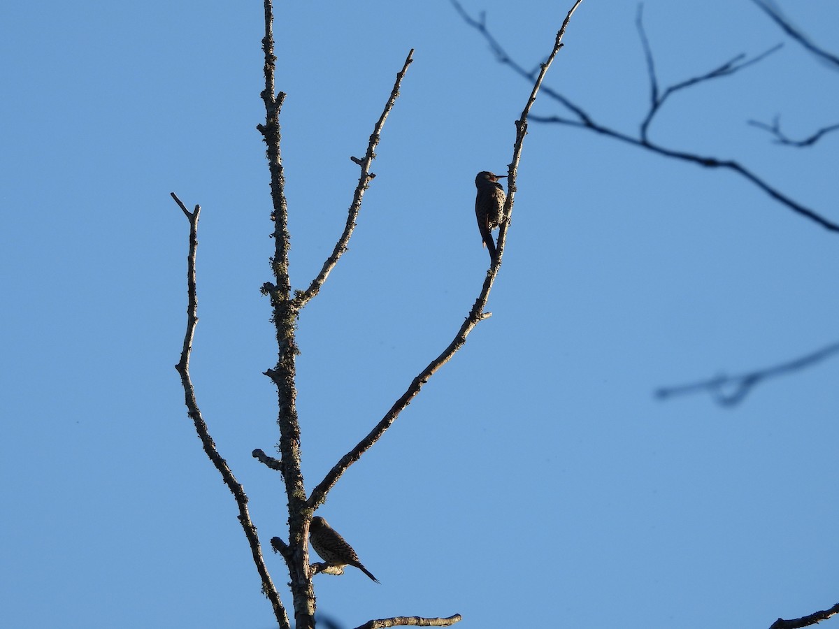 Northern Flicker - ML620290448