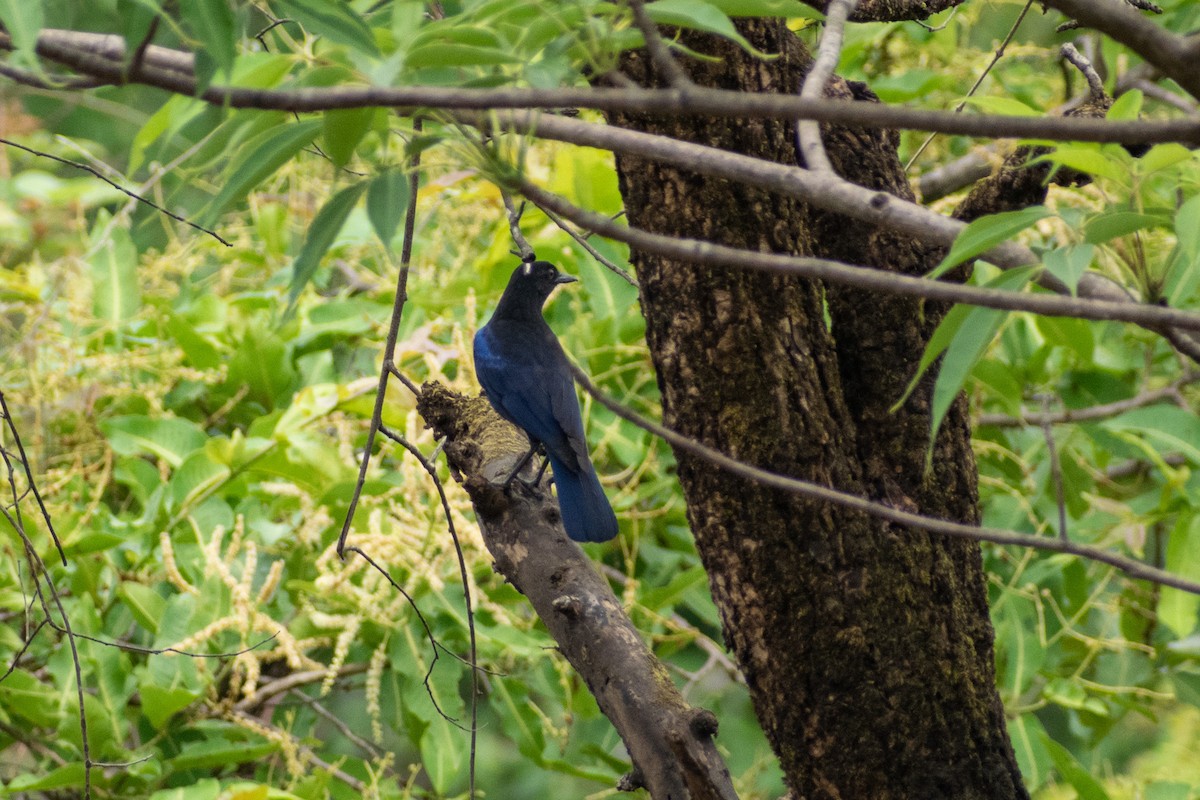 Малабарская синяя птица - ML620290449