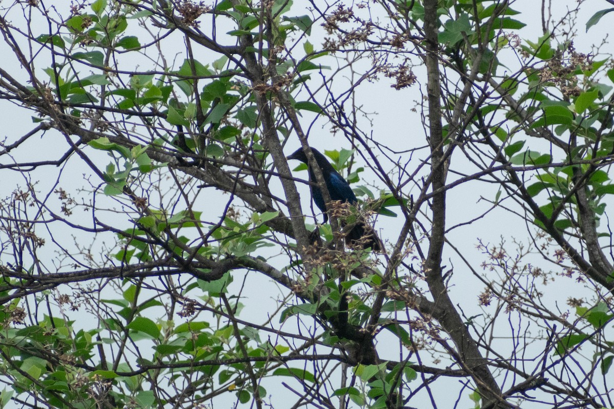 Малабарская синяя птица - ML620290451