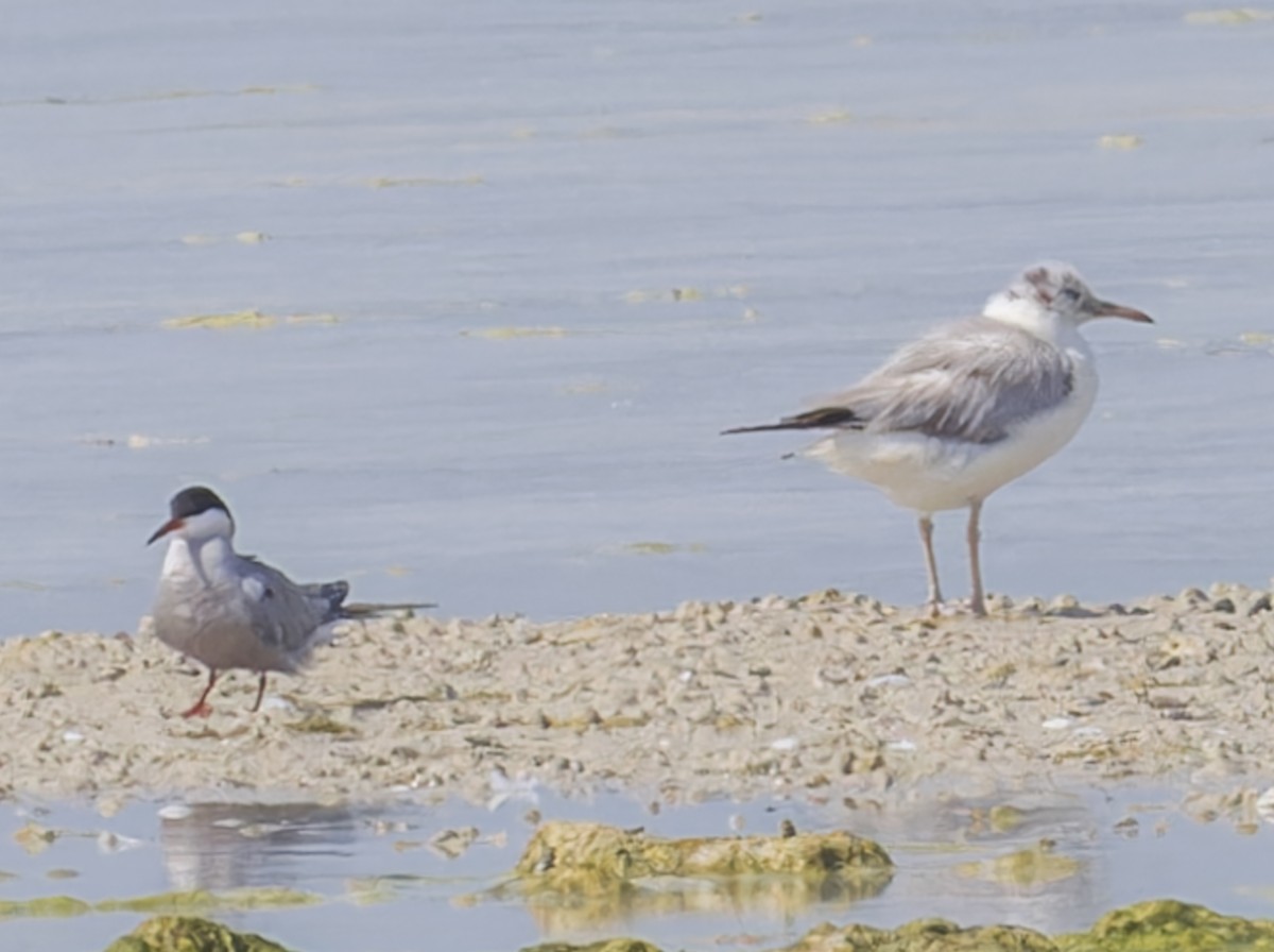 White-cheeked Tern - ML620290452