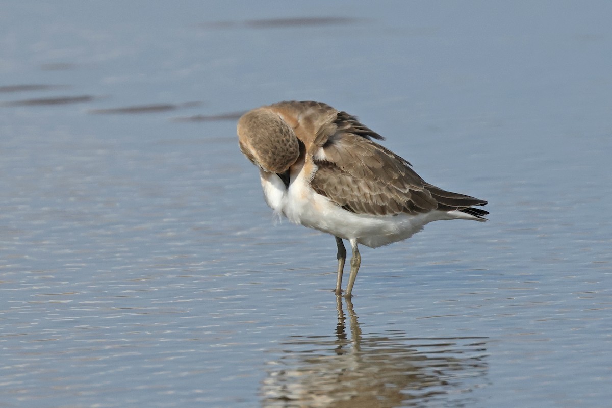 Tibetan Sand-Plover - ML620290454