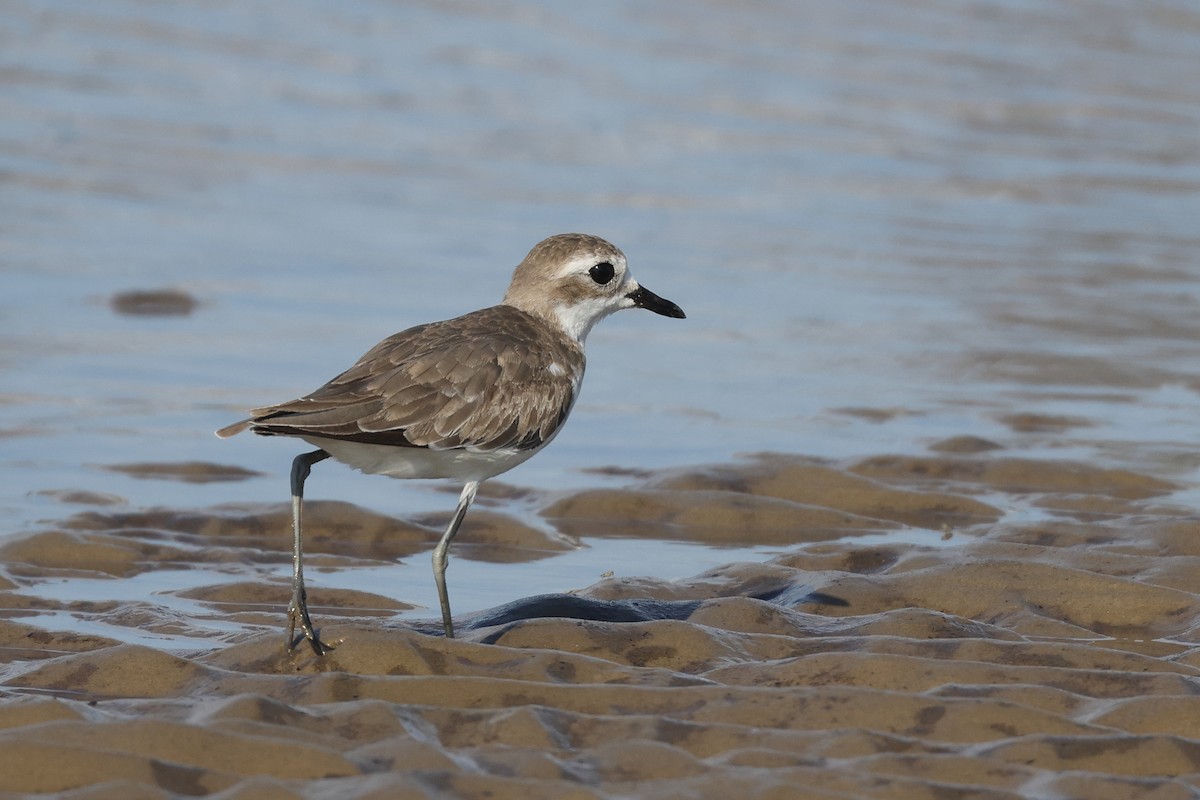 Tibetan Sand-Plover - ML620290456