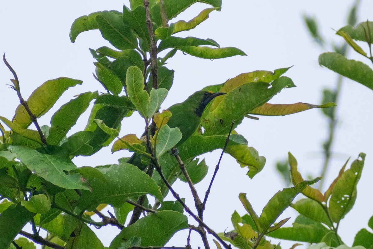 Golden-fronted Leafbird - ML620290461