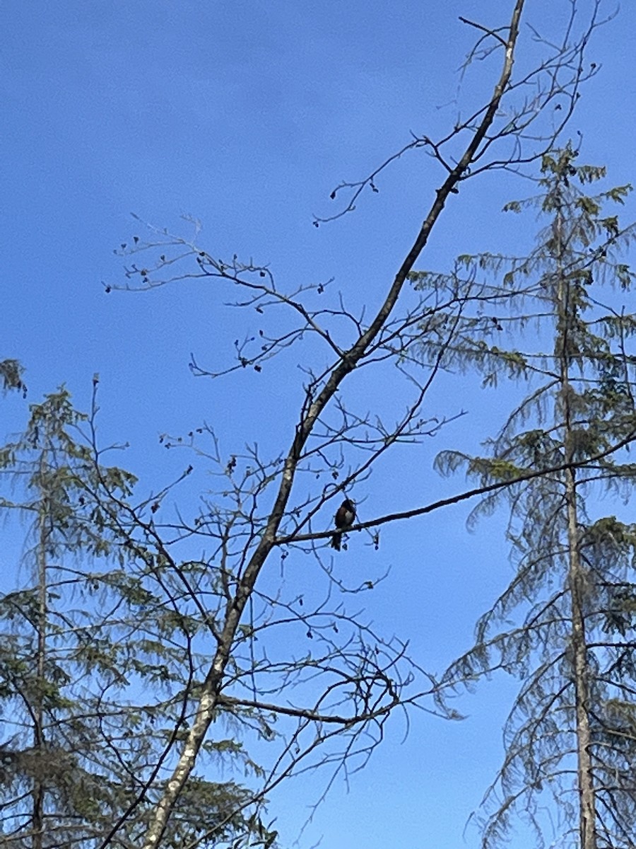 Spotted Towhee - ML620290469