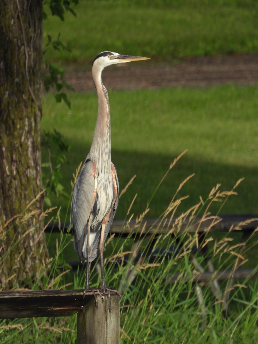 Great Blue Heron - ML620290479