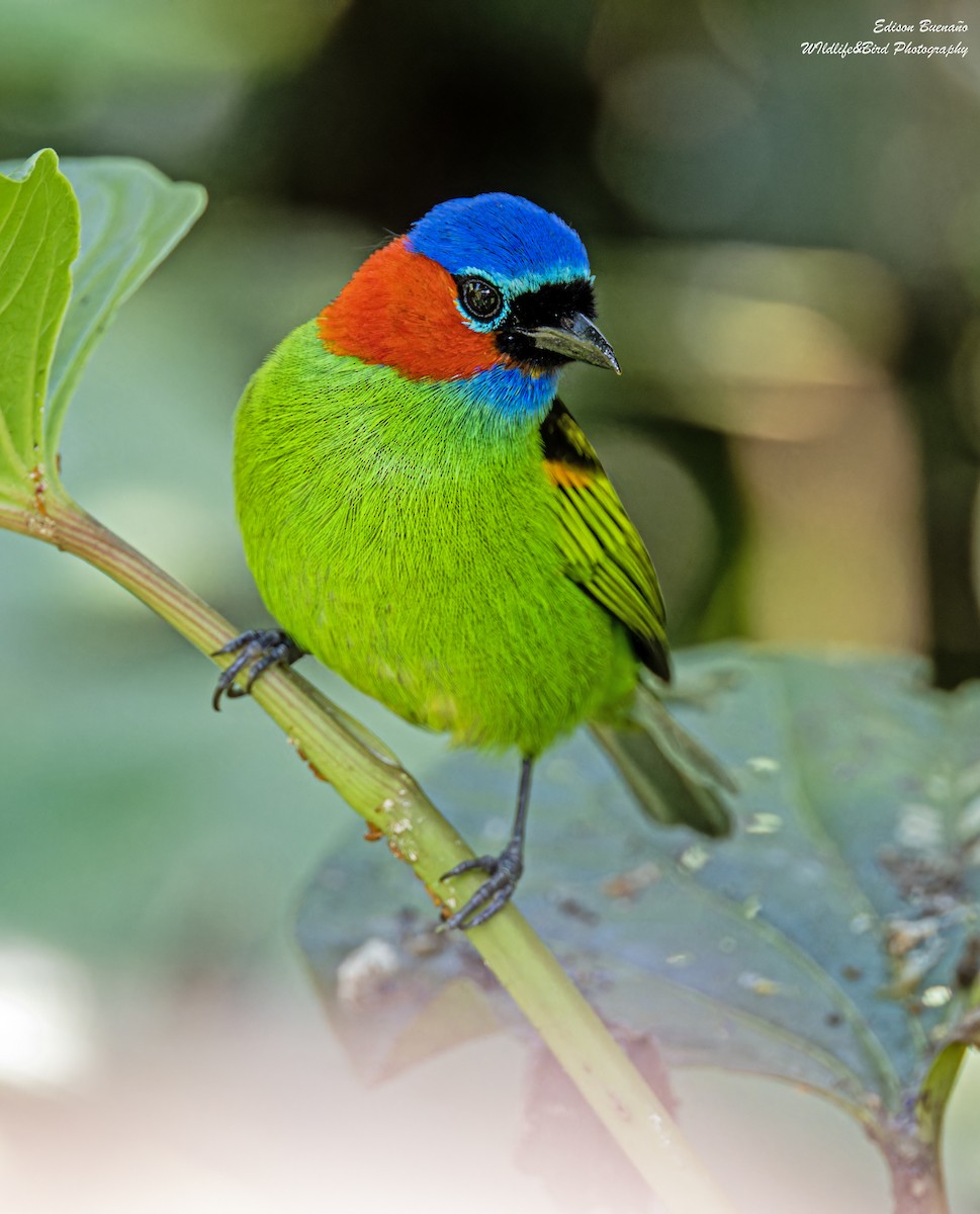 Red-necked Tanager - ML620290481