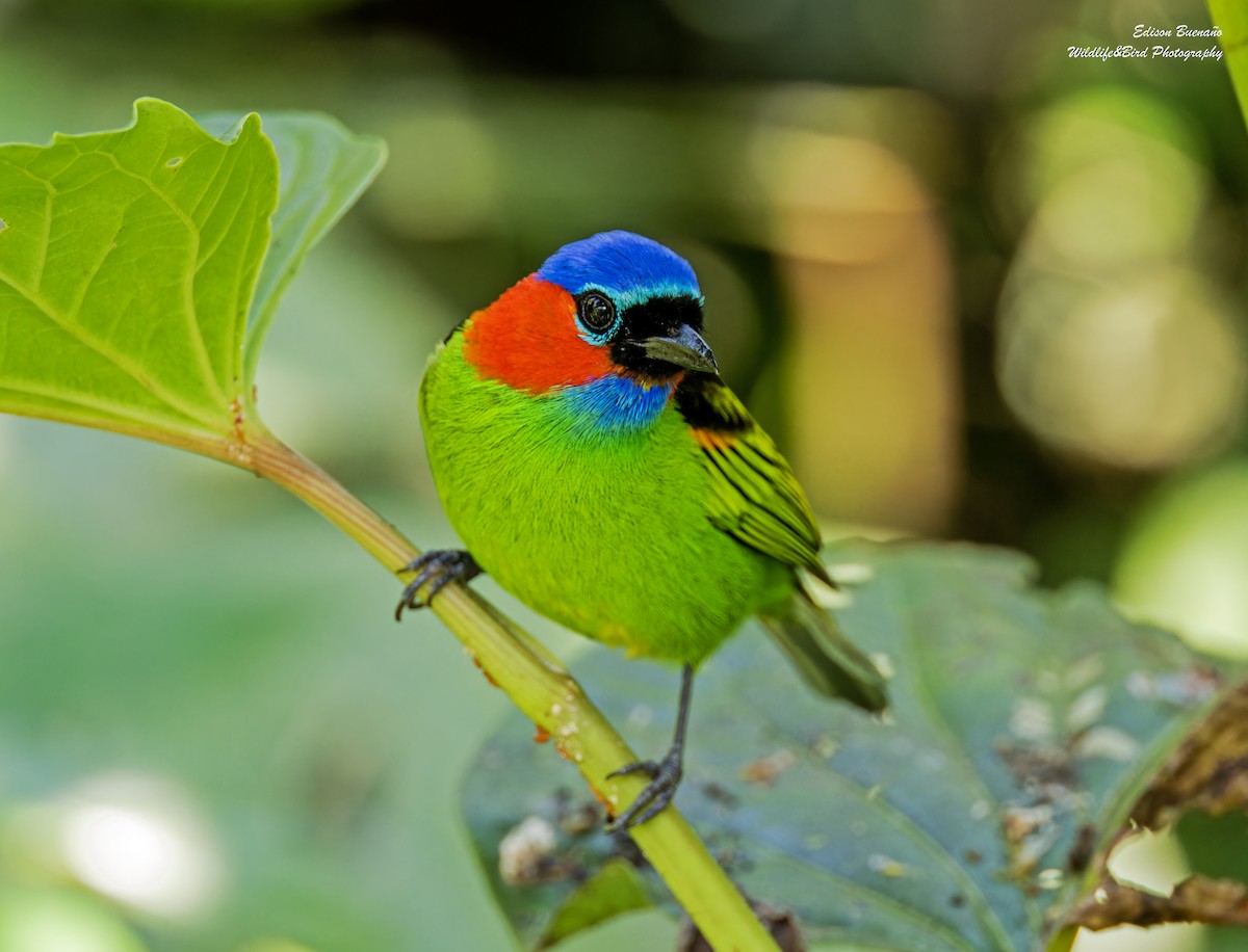 Red-necked Tanager - ML620290482