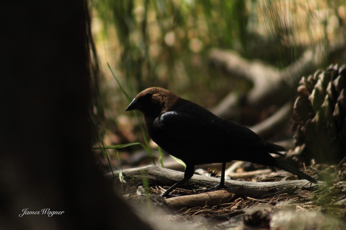 Brown-headed Cowbird - ML620290485