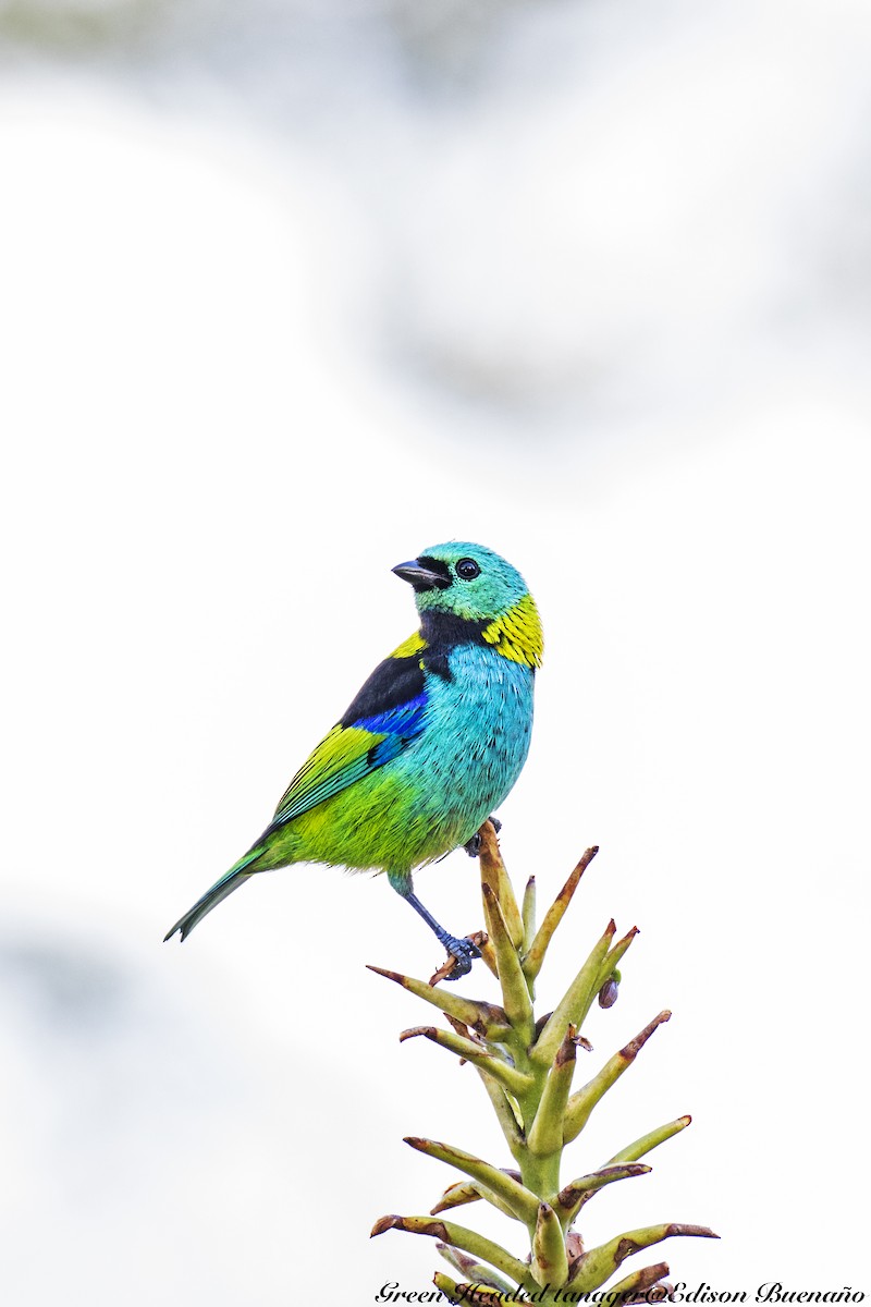 Green-headed Tanager - ML620290488