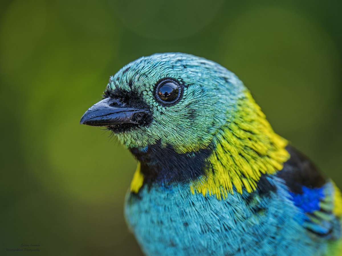 Green-headed Tanager - ML620290489