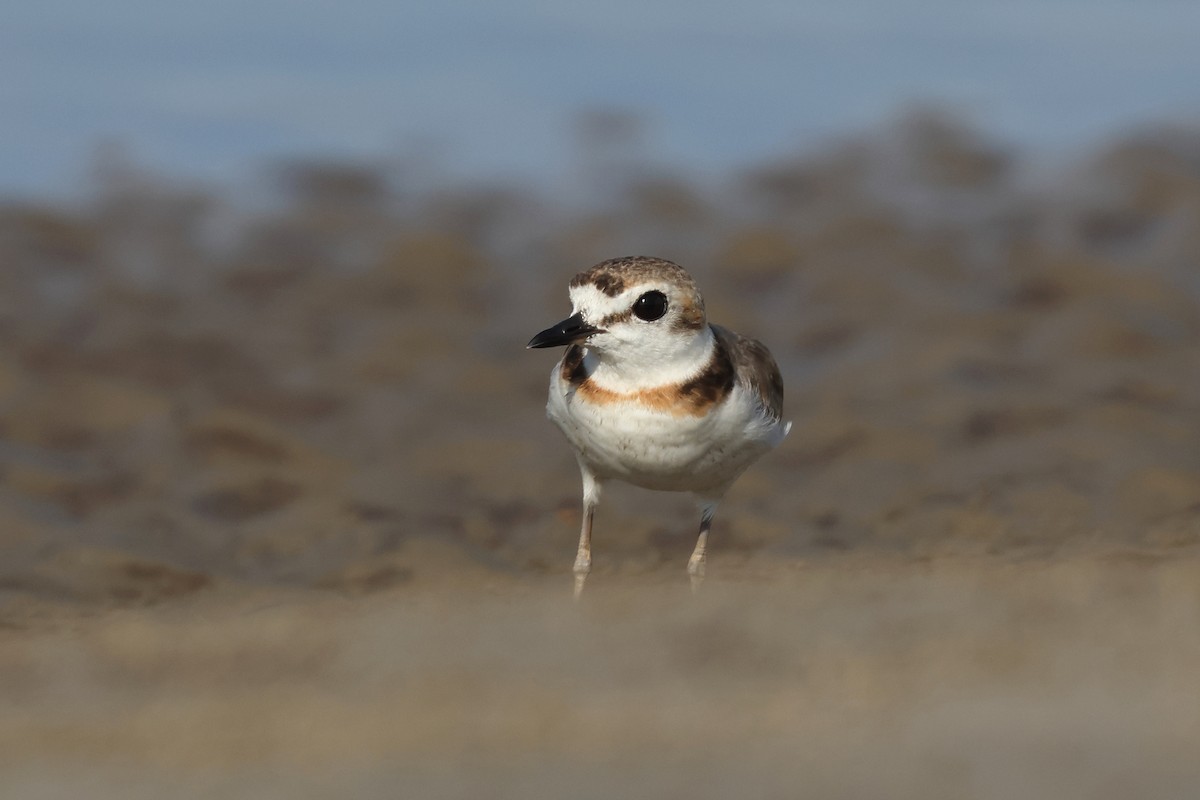 Malaysian Plover - Dave Bakewell