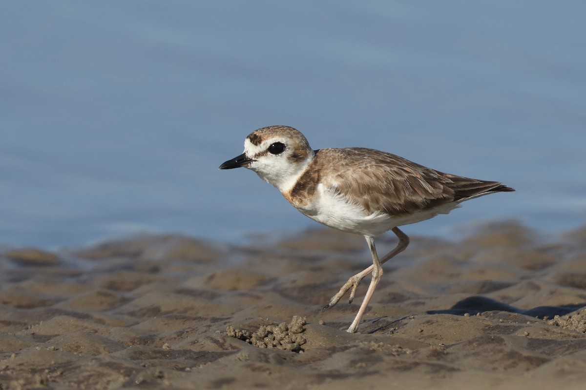 Malaysian Plover - ML620290494