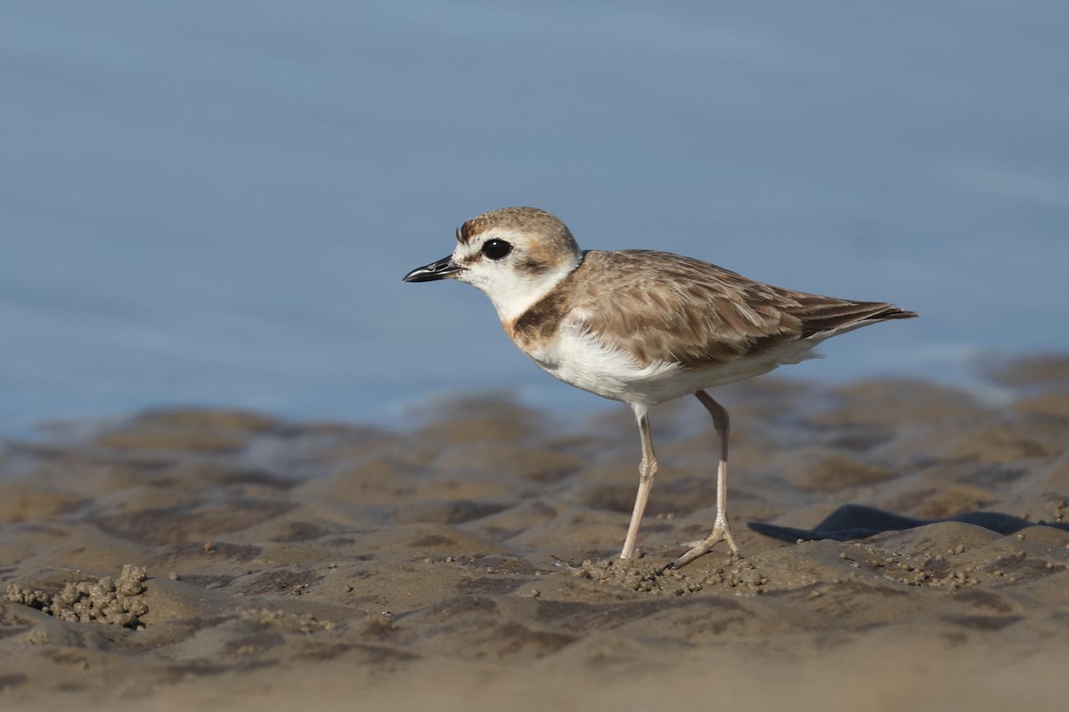 Malaysian Plover - ML620290495