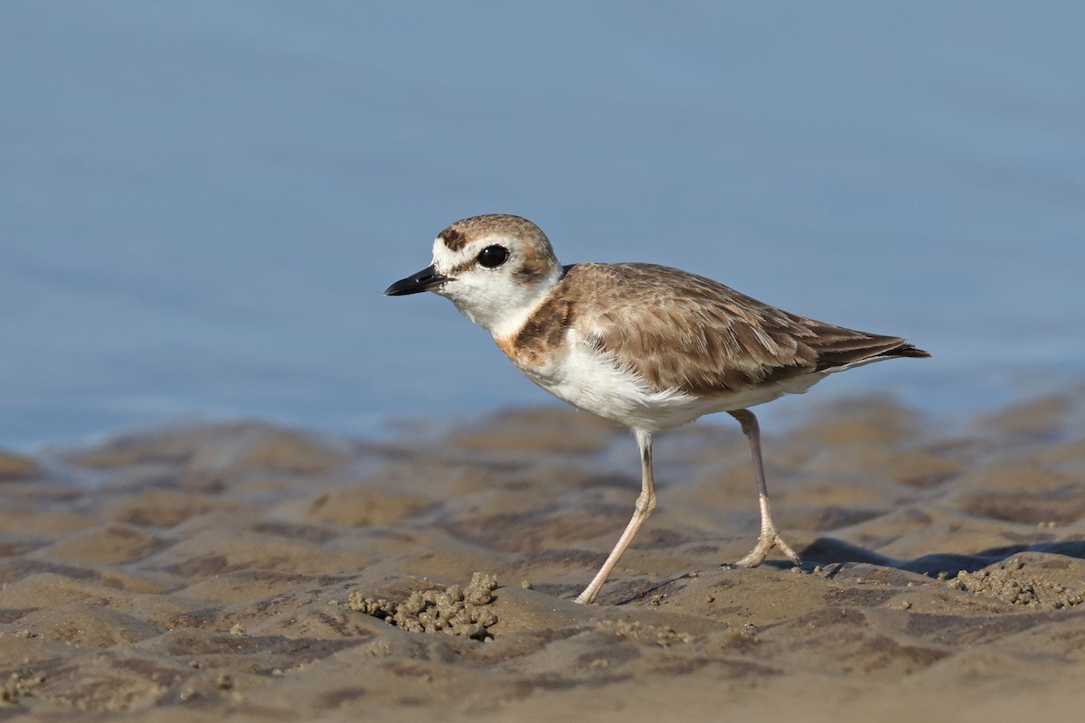 Malaysian Plover - Dave Bakewell