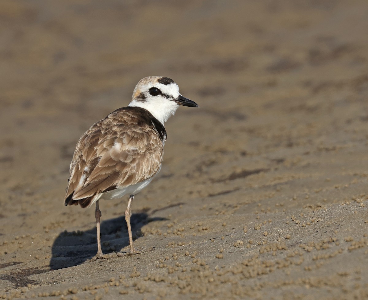 Malaysian Plover - ML620290497