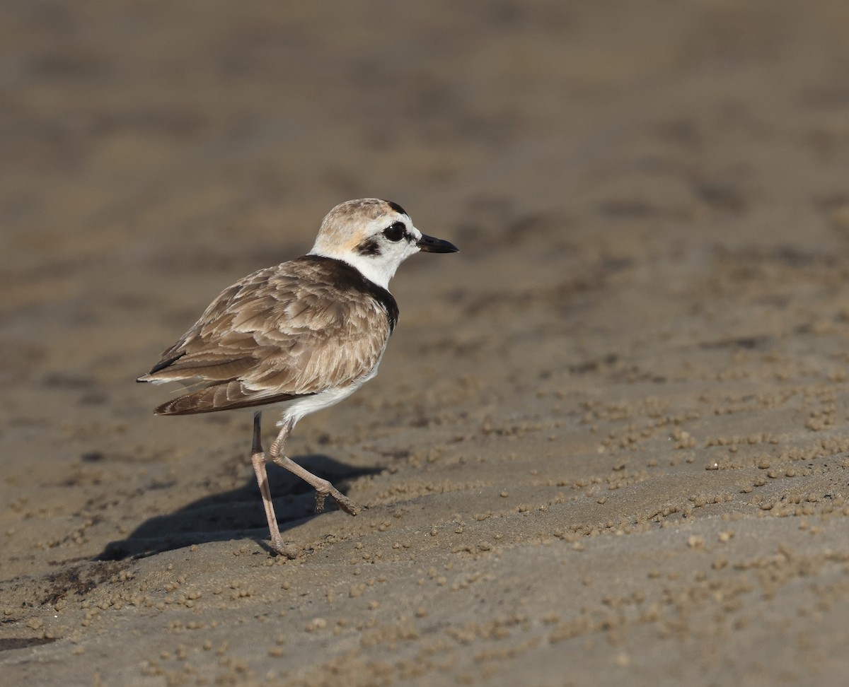 Malaysian Plover - ML620290500