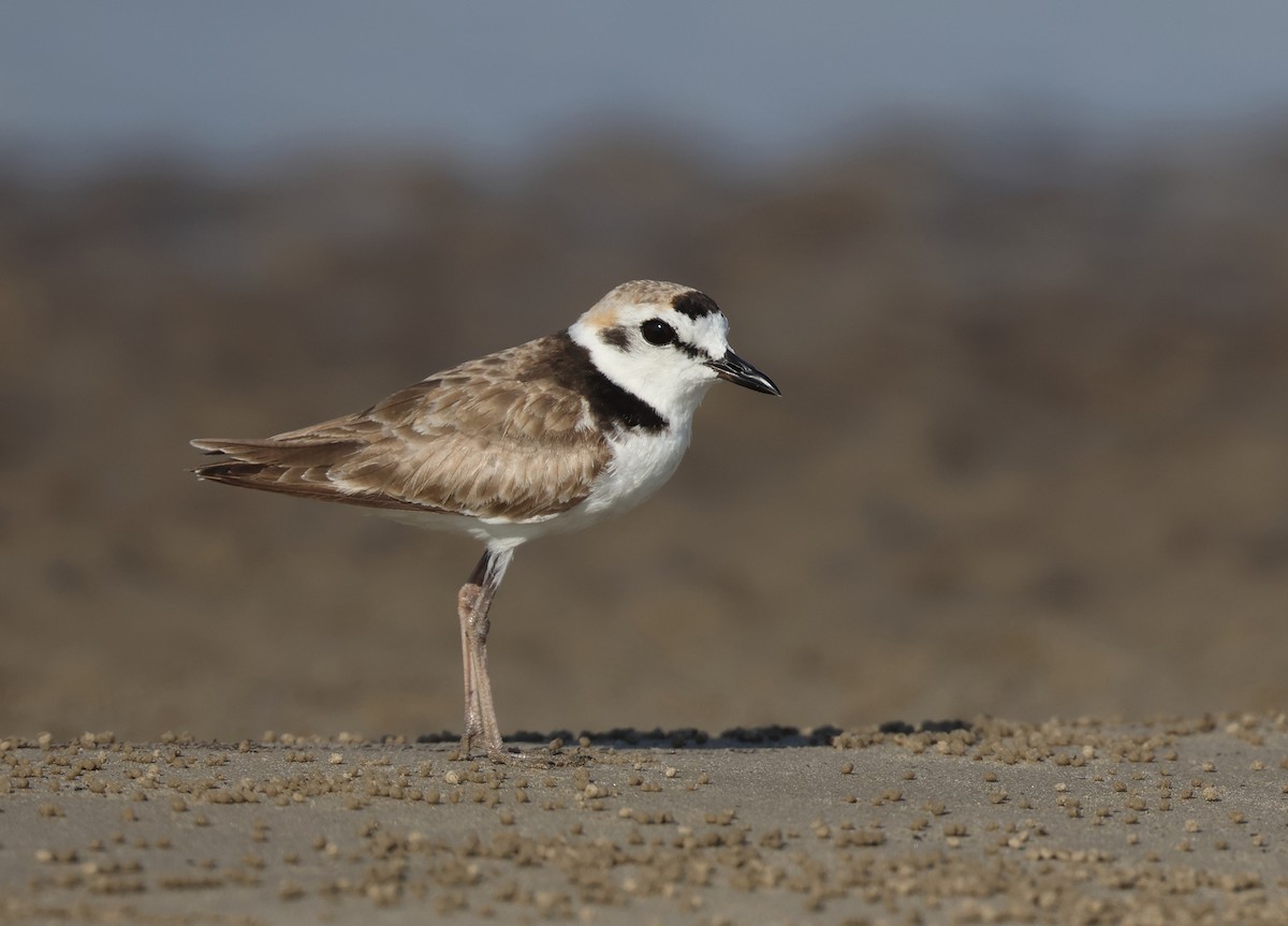 Malaysian Plover - ML620290501