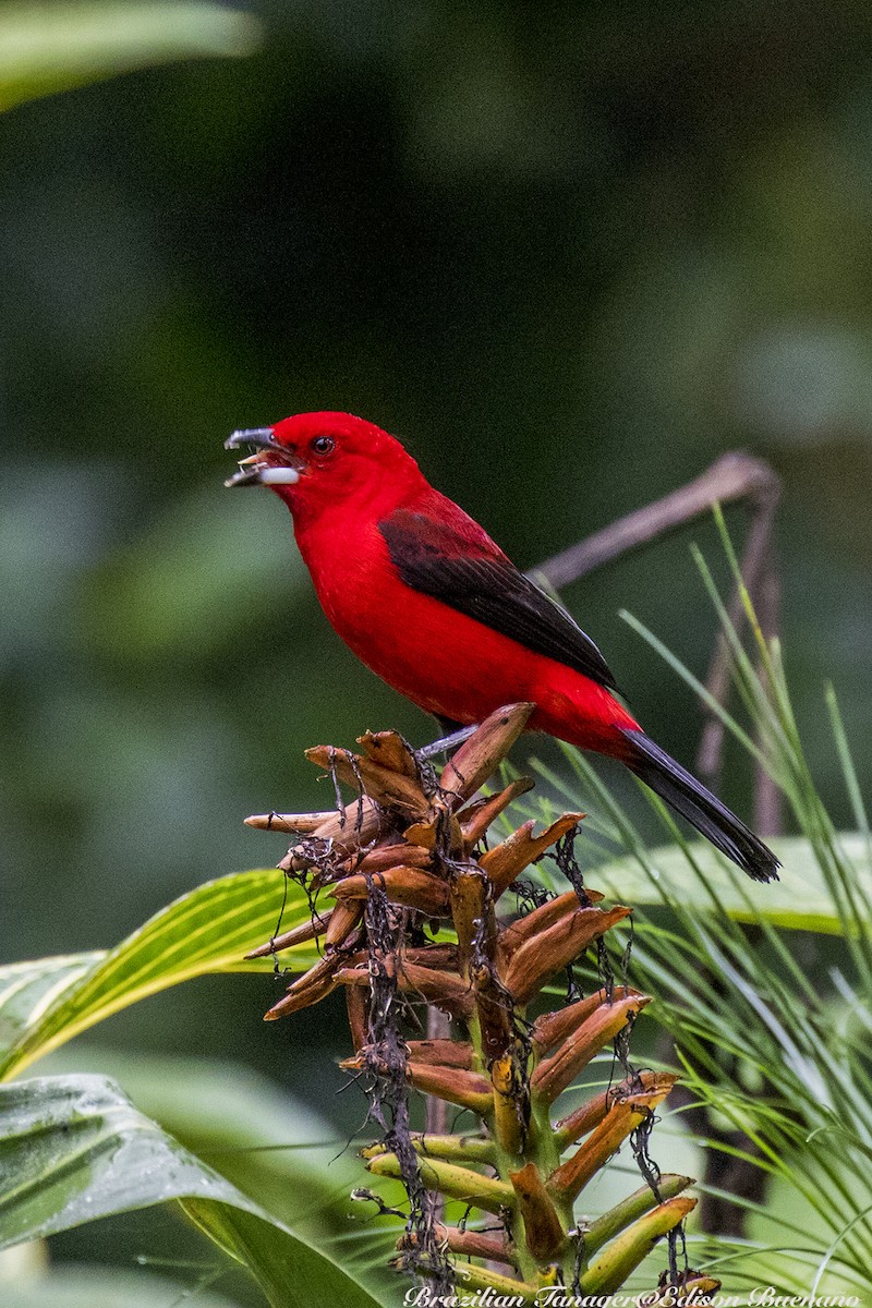 Brazilian Tanager - ML620290526